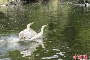 雄安新区吉林：罕见白鸬鹚连续两年“故地重游”